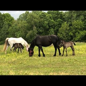 Meet your Posher, Joey
